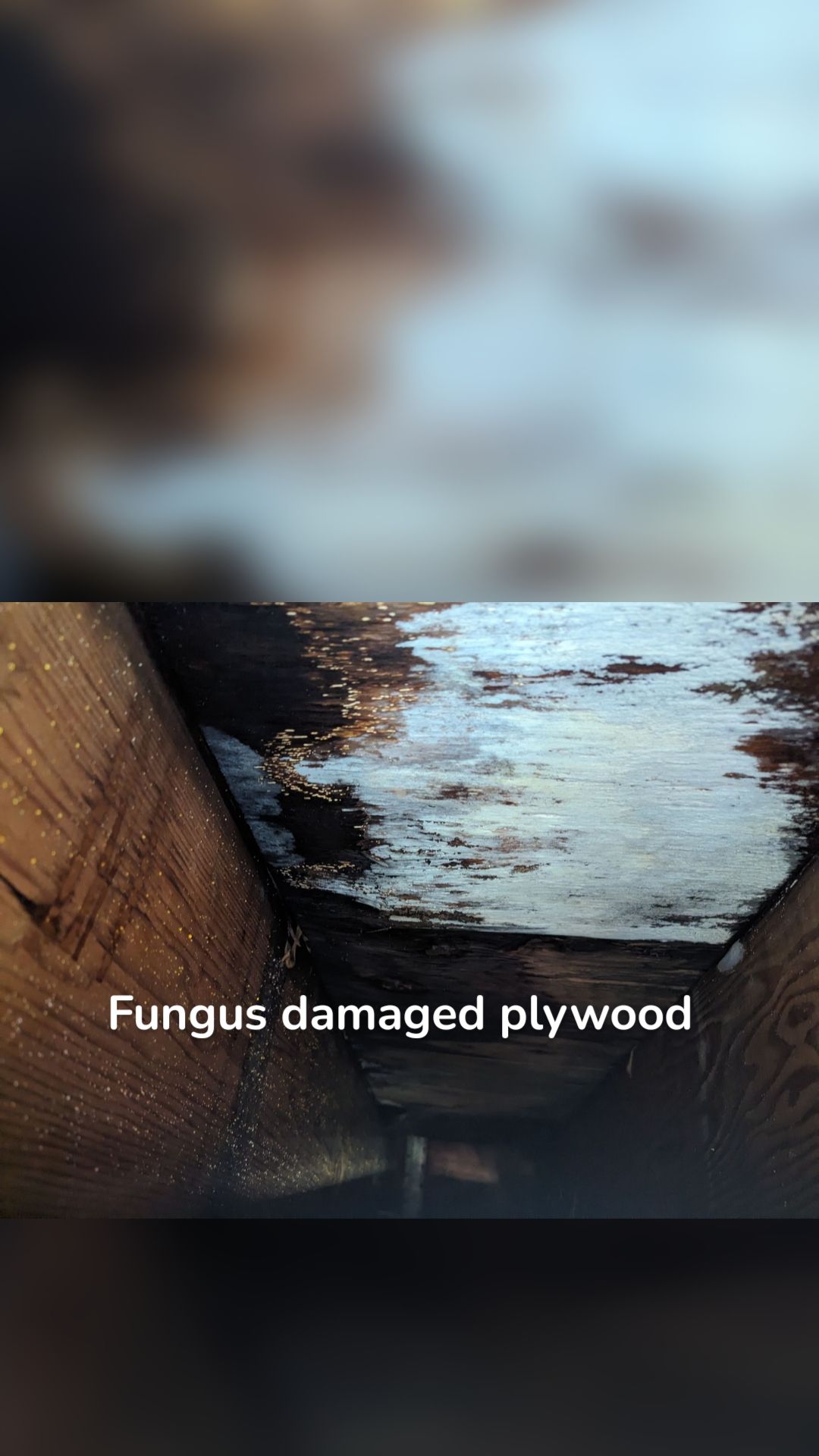 Fungus damaged plywood 